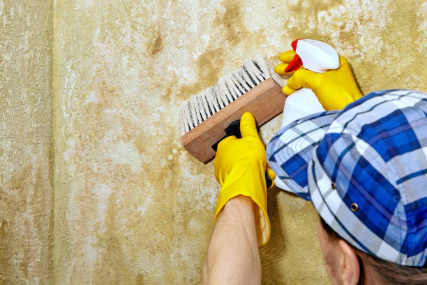 Best Mold Prevention Services  in Charleston, WV