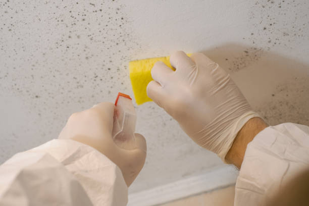 Best Air Quality Testing for Mold Spores  in Charleston, WV