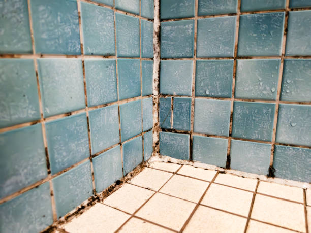 Best Industrial Mold Remediation  in Charleston, WV