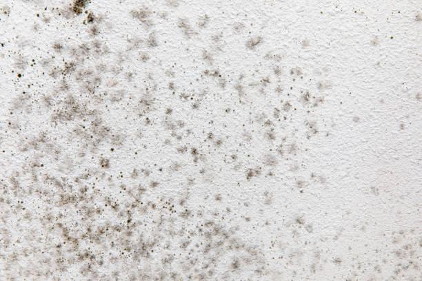 Best Mold Remediation for Healthcare Facilities  in Charleston, WV