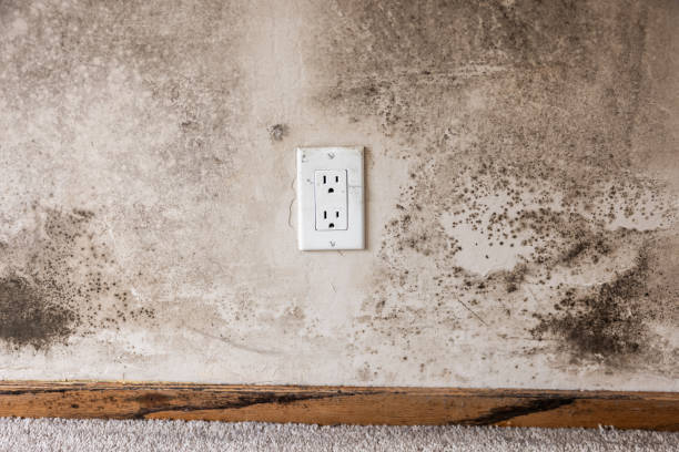 Best Basement Mold Removal  in Charleston, WV