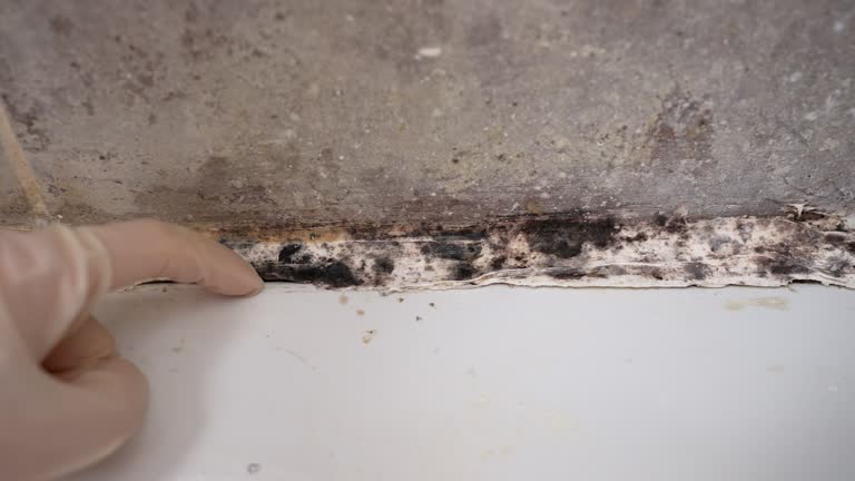 Best Asbestos and Lead Testing During Mold Inspection  in Charleston, WV