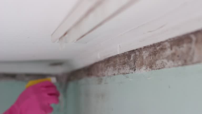 Reliable Charleston, WV Mold Removal Solutions